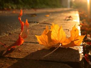 sidewalk_leaf