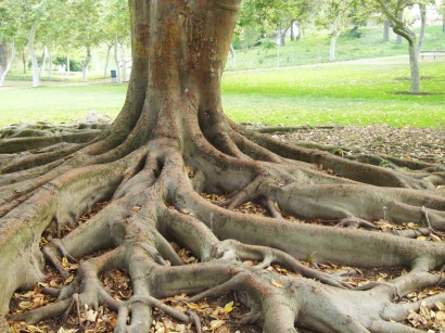root-tree-2